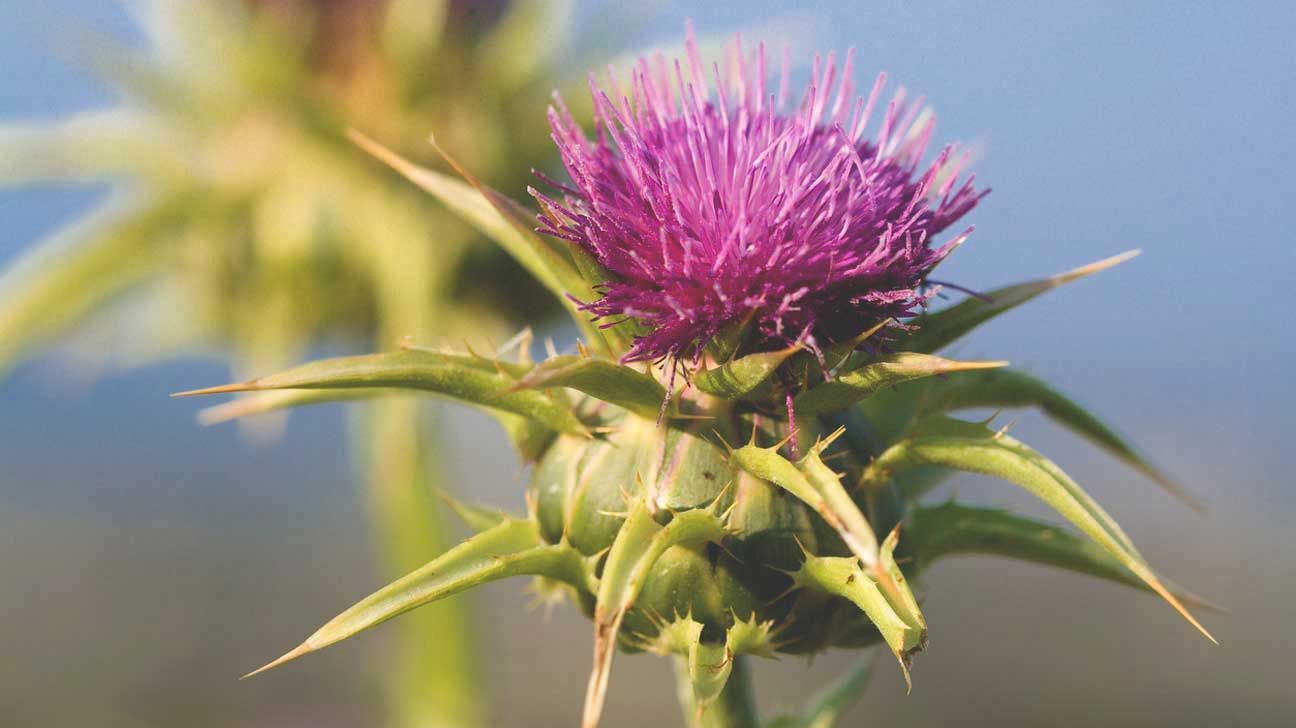 natural liver detox – Milk Thistle Extract 175mg 1B – dietary supplement